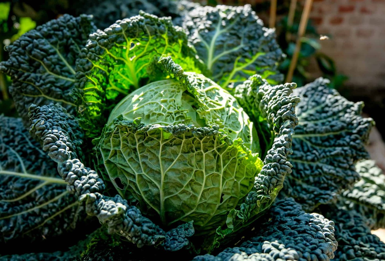 Hvorfor kan man ikke plante alle slags kål i juni? Her er de sorter, der helt sikkert vil give et godt udbytte
