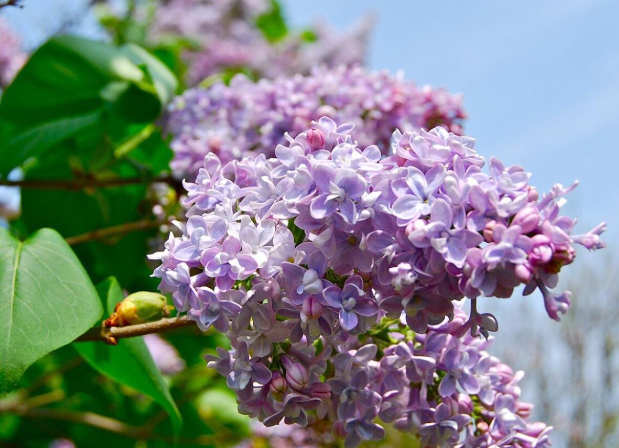 Syrener uden blomster? Du har indtil slutningen af ​​juni til at ordne det