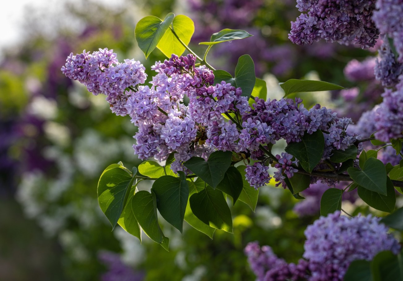 Syrener uden blomster? Du har indtil slutningen af ​​juni til at ordne det