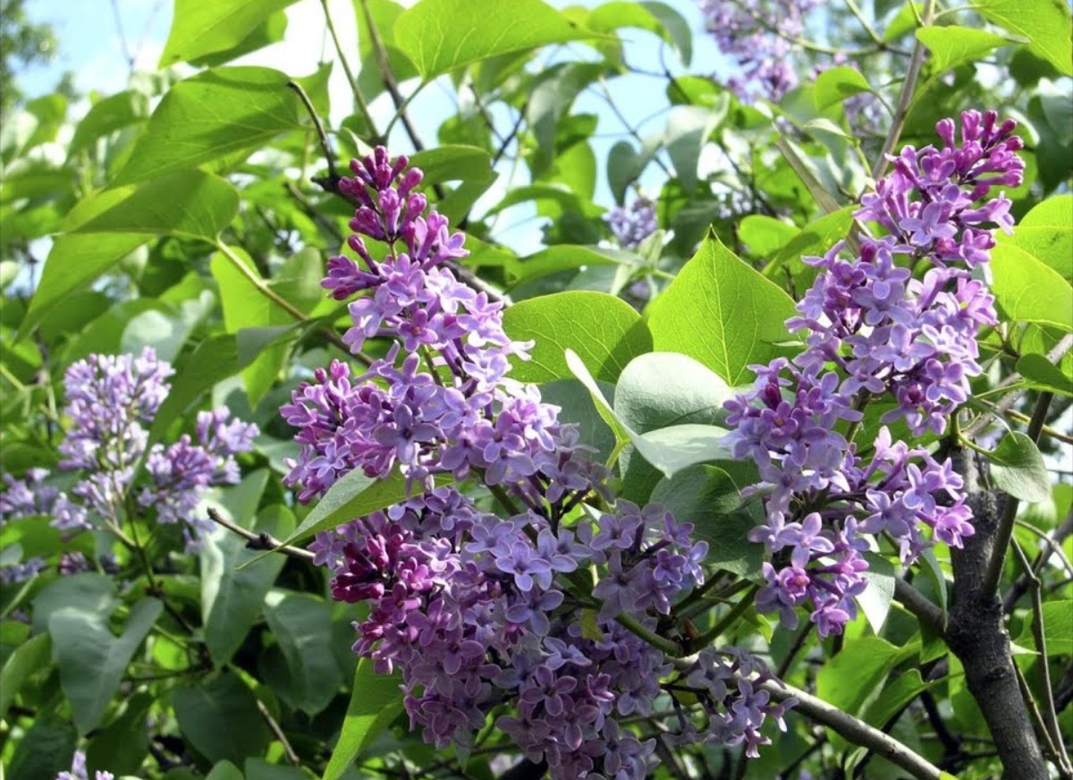 Syrener uden blomster? Du har indtil slutningen af ​​juni til at ordne det