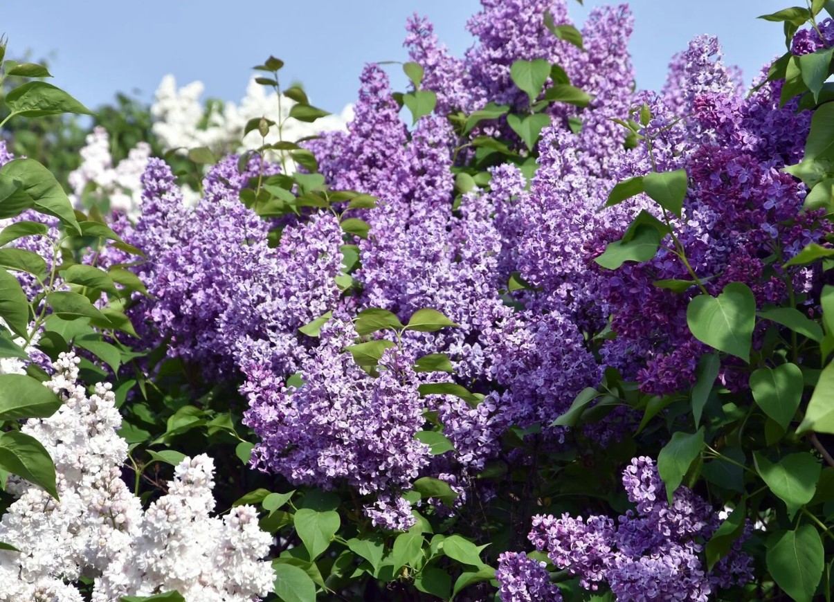 Syrener uden blomster? Du har indtil slutningen af ​​juni til at ordne det