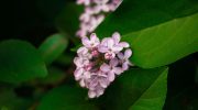 Syrener uden blomster? Du har indtil slutningen af ​​juni til at ordne det