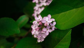 Syrener uden blomster? Du har indtil slutningen af ​​juni til at ordne det