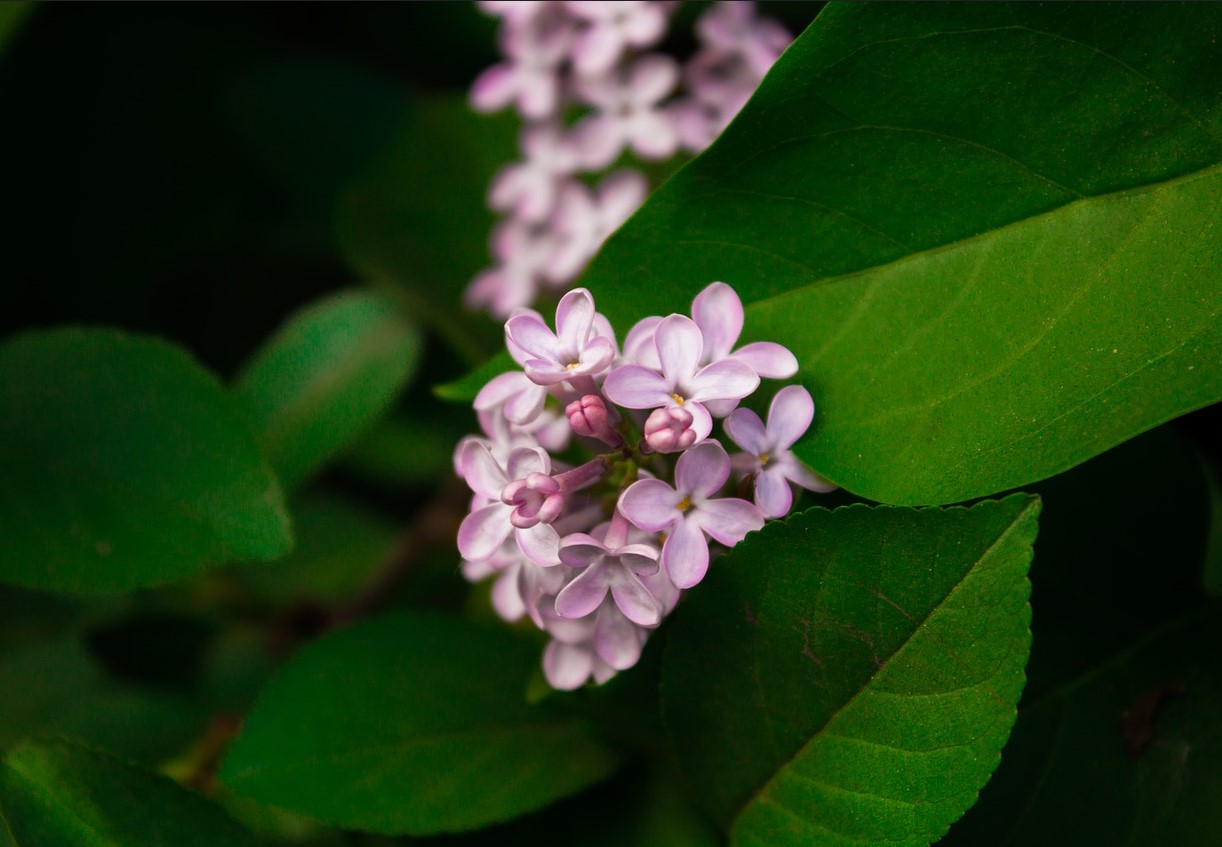 Syrener uden blomster? Du har indtil slutningen af ​​juni til at ordne det