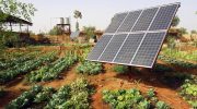 Vokser grøntsager bedre under solceller? Et overraskende fund fra amerikanske forskere