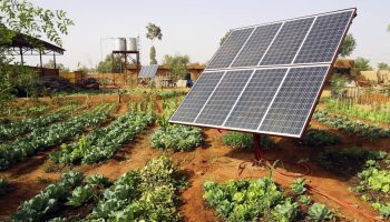 Vokser grøntsager bedre under solceller? Et overraskende fund fra amerikanske forskere
