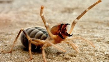 Solspindel: hurtig og skræmmende ørkenbeboer