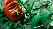 Hvad skal man sprøjte tomater med i blomstringsperioden, så frugterne sætter sig godt: afprøvede metoder