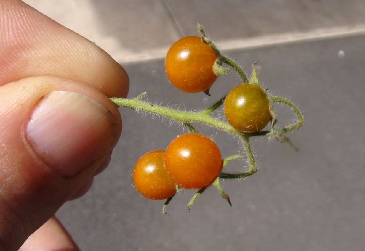 Fra mutation til tilbagevenden: hvordan tomatgener genaktiveres