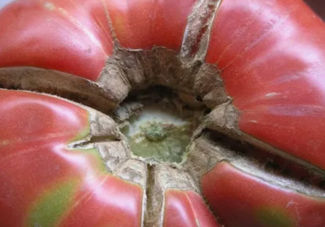 Fra mutation til tilbagevenden: hvordan tomatgener genaktiveres