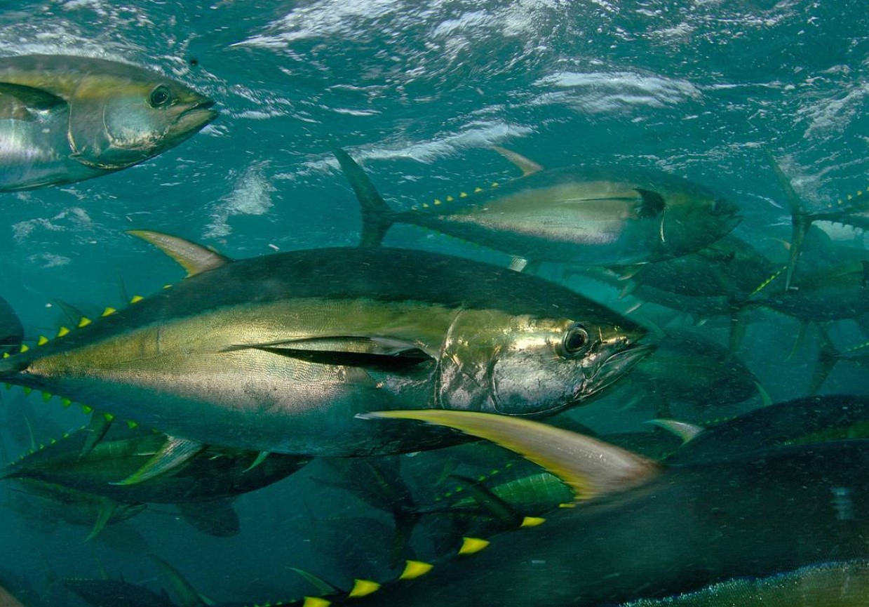 Det, der blev fundet i marlinens mave, vendte op og ned på vores opfattelse af havet og dets love
