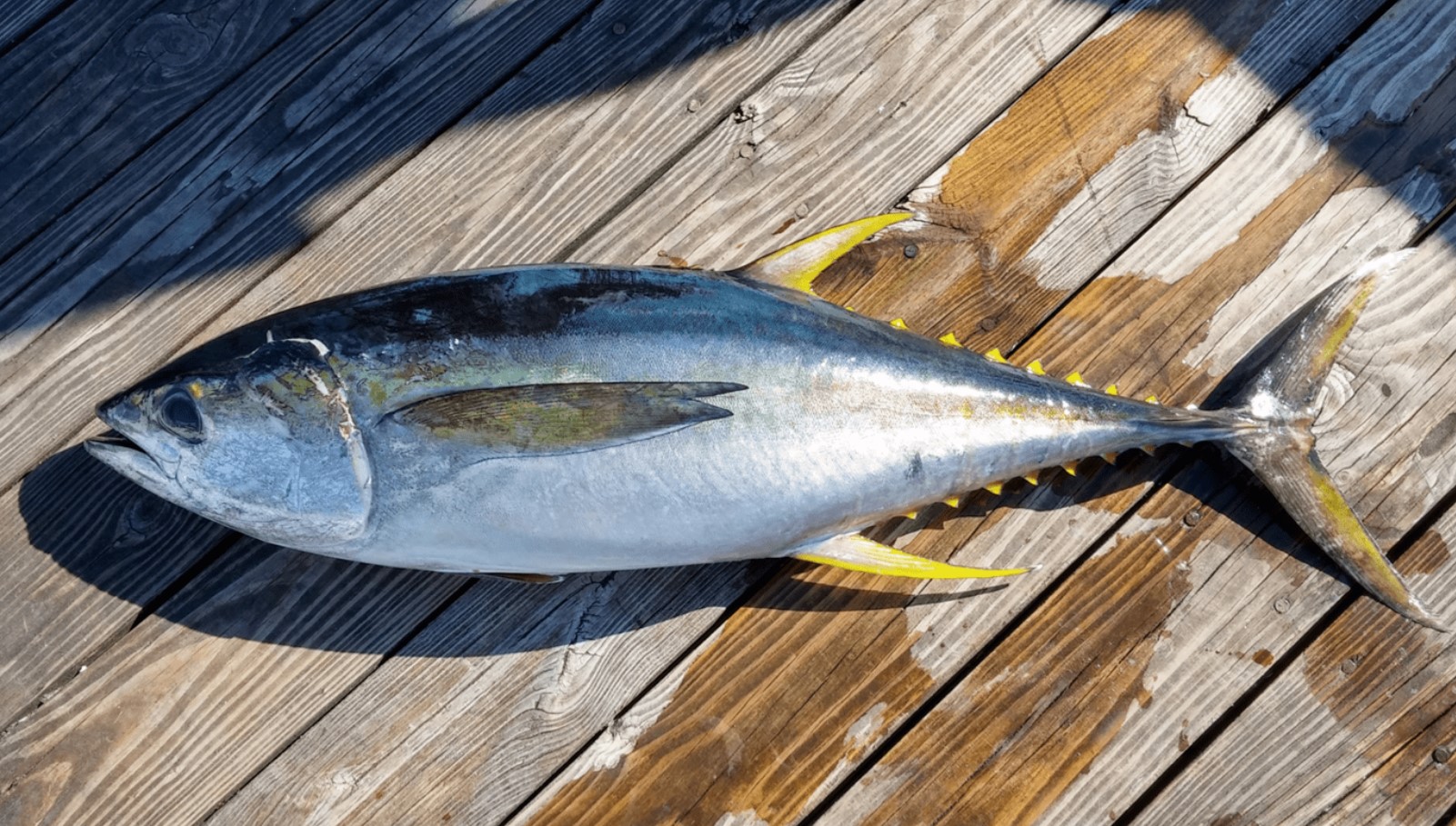 Det, der blev fundet i marlinens mave, vendte op og ned på vores opfattelse af havet og dets love