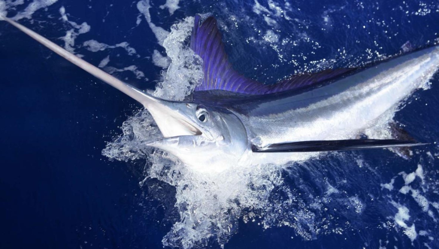 Det, der blev fundet i marlinens mave, vendte op og ned på vores opfattelse af havet og dets love