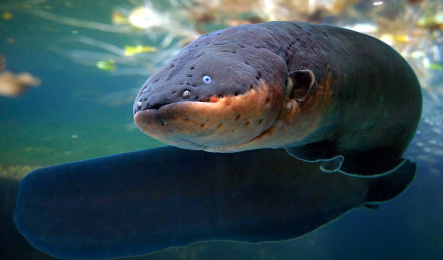 Stille, giftig, lynhurtig: 10 fisk, der er farligere end hajer