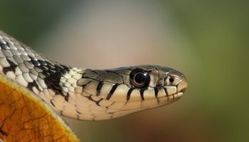 Et venligt blik, en rund pupil og ikke en dråbe gift – en slange, der fortjener applaus