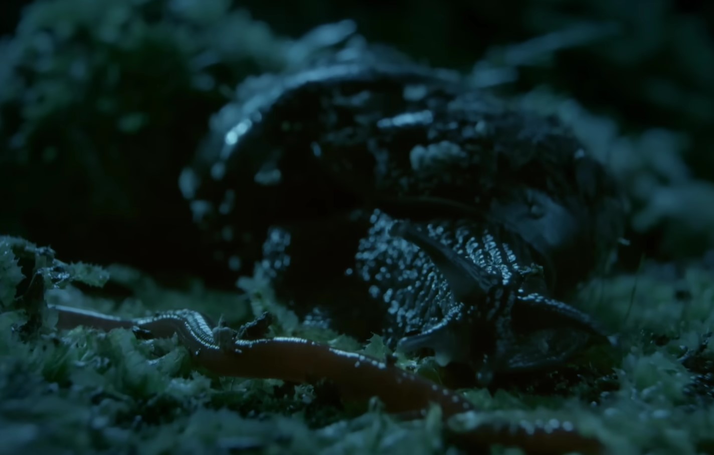Powelliphanta hochstetteri