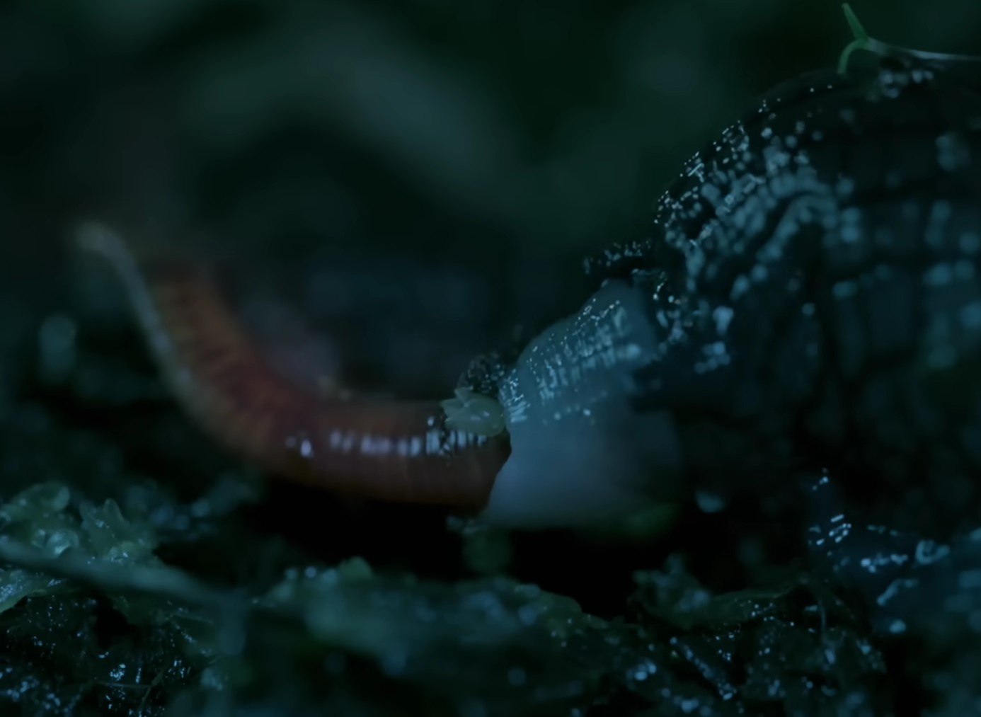 Powelliphanta hochstetteri