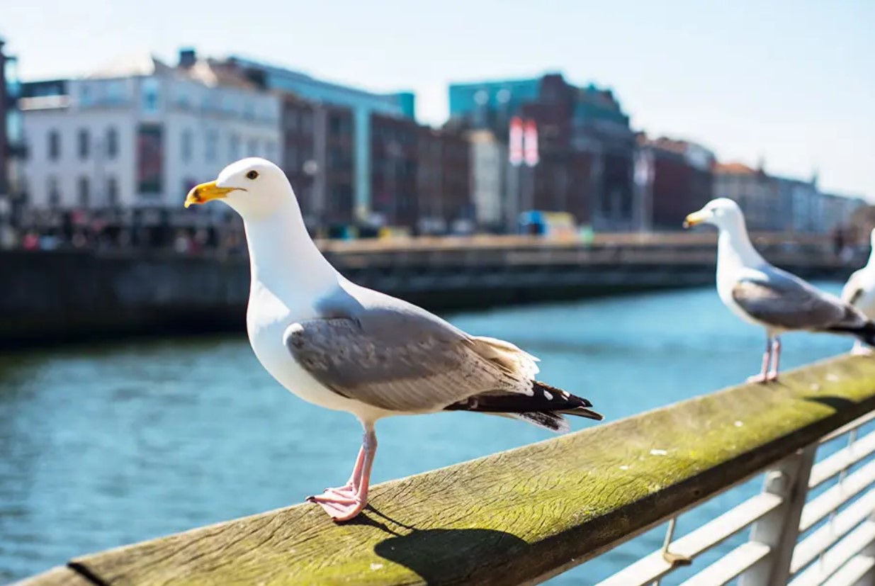 Myndighederne i Dublin vil bekæmpe tyvagtige måger med prævention. Dyrevelfærdsforkæmpere er oprørte