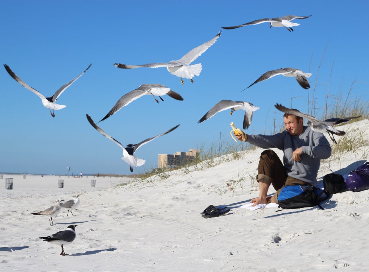 Når mågen angriber: hvordan man beskytter sig mod aggressive fugle på stranden