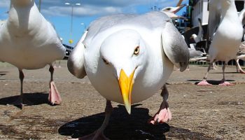 Når mågen angriber: hvordan man beskytter sig mod aggressive fugle på stranden
