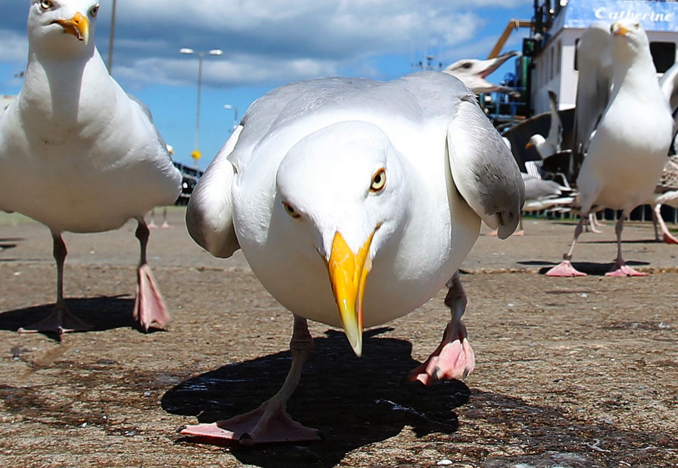 Når mågen angriber: hvordan man beskytter sig mod aggressive fugle på stranden