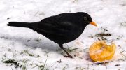Beskyttelse af solsort: hvordan man bevarer disse nyttige fugle i vores haver
