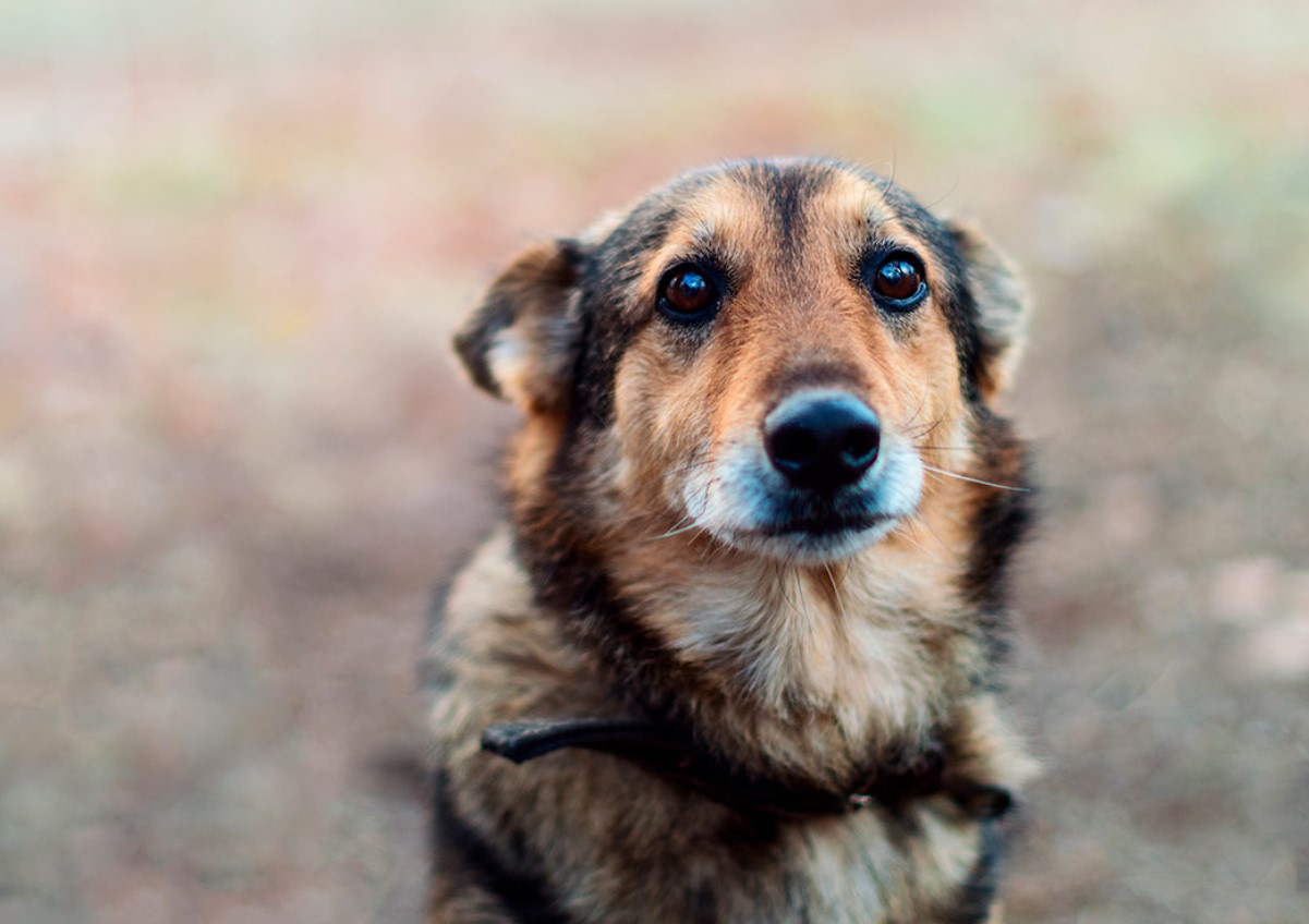 Vi har medlidenhed med hunde, men ignorerer frøer: hvordan hjernen beslutter, hvilket dyr der er værd at have medlidenhed med