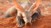 Aardvark — en dygtig minearbejder uden lige