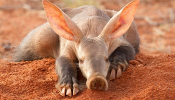 Aardvark — en dygtig minearbejder uden lige