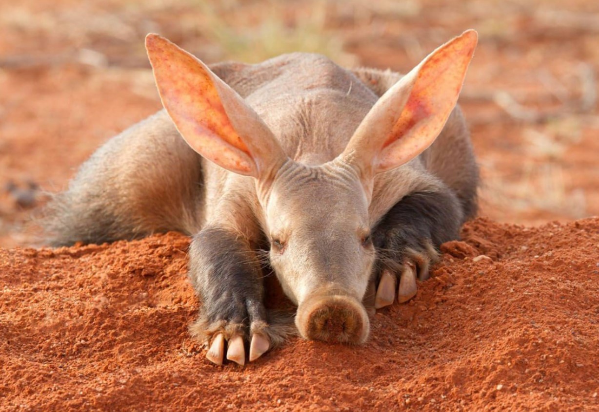 Aardvark — en dygtig minearbejder uden lige
