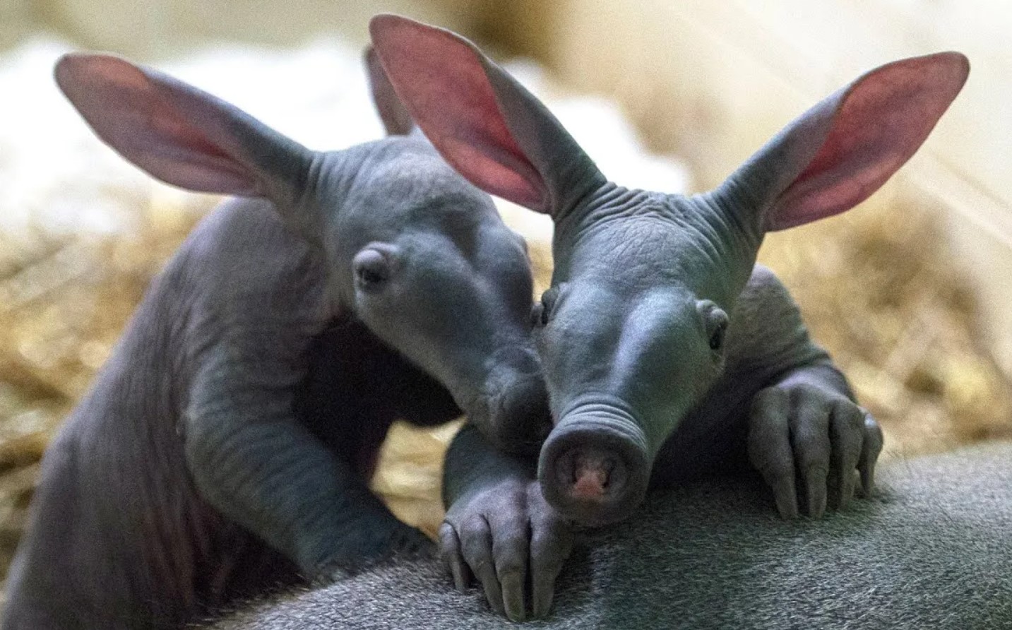 Aardvark — en dygtig minearbejder uden lige