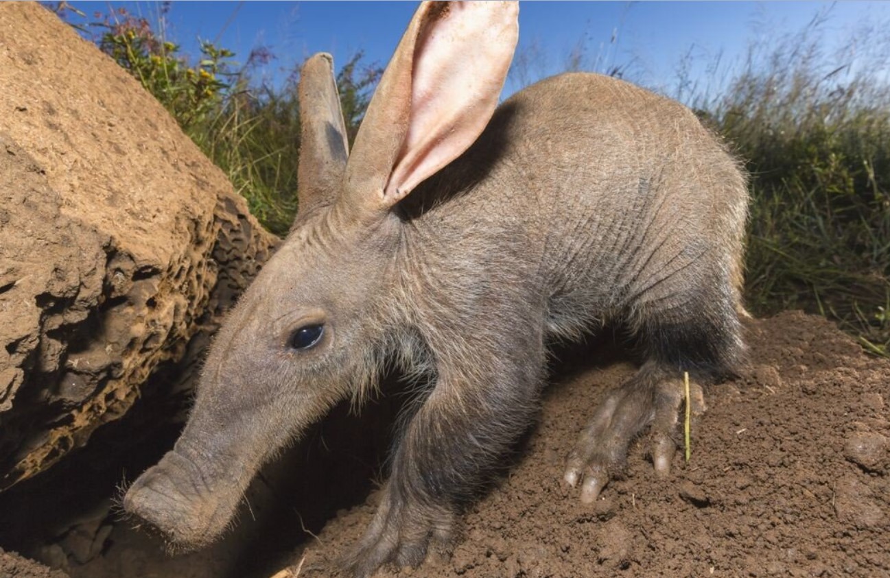 Aardvark — en dygtig minearbejder uden lige