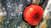 Søanemoner – hvor findes de, og hvad skal du gøre, hvis du bliver stukket?