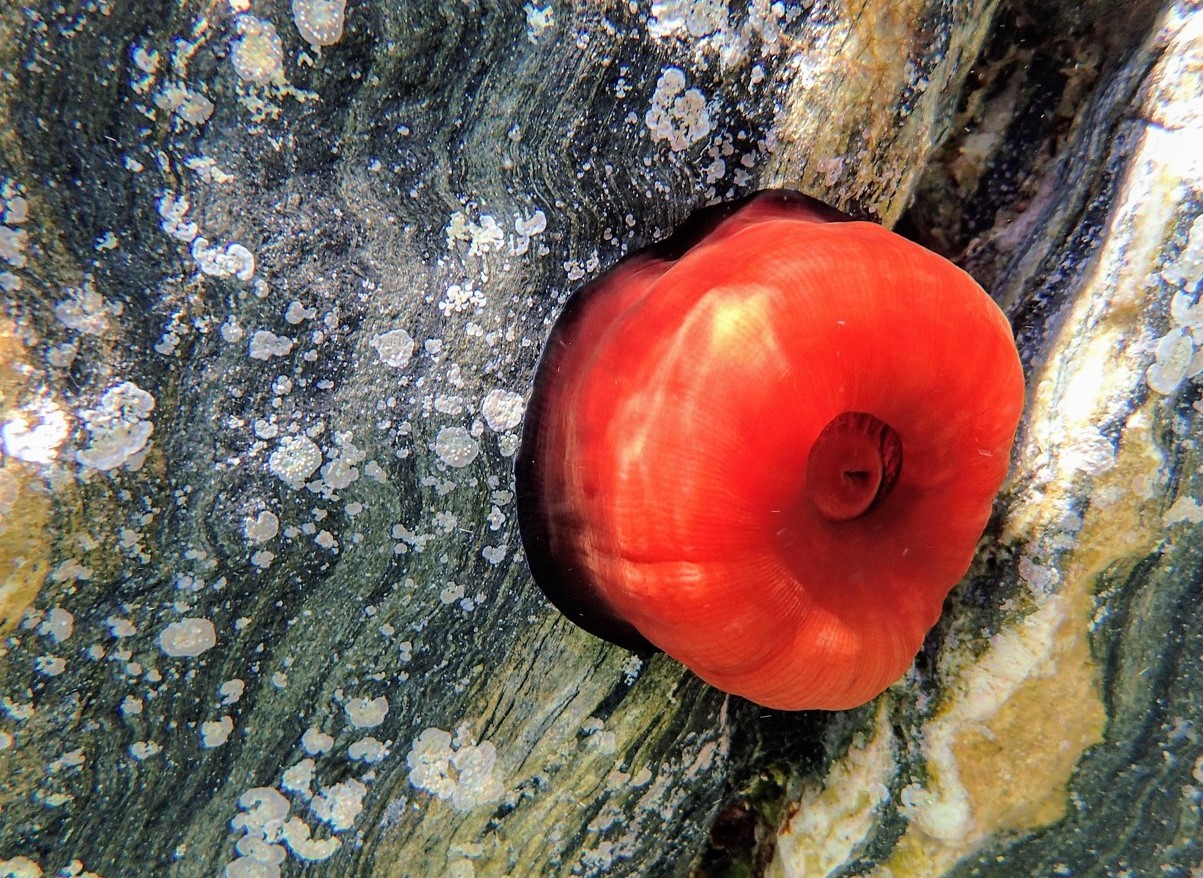 Søanemoner – hvor findes de, og hvad skal du gøre, hvis du bliver stukket?