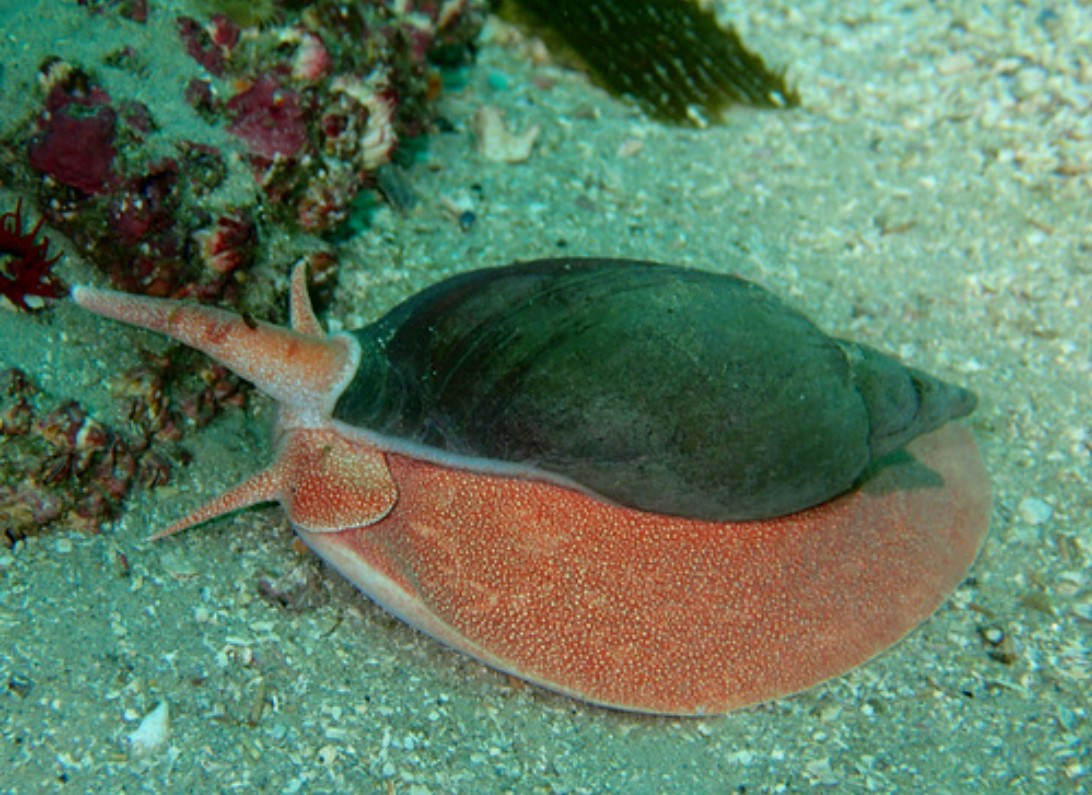 Adelomelon brasiliana