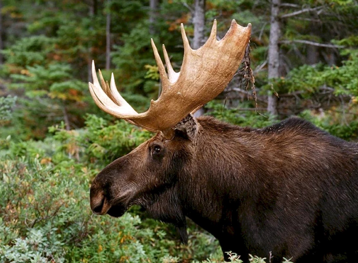 Elgen har ikke forladt stien i to måneder. Naturforskere er forundrede