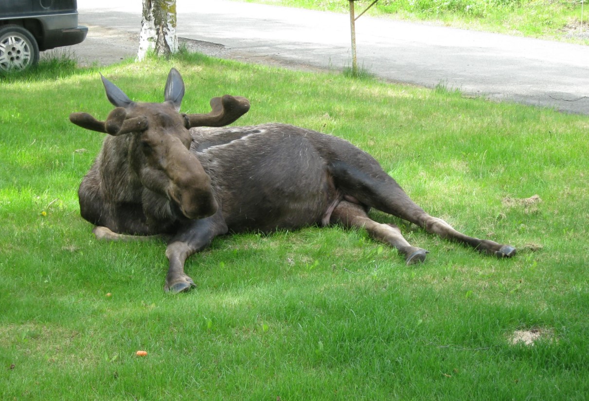 Elgen har ikke forladt stien i to måneder. Naturforskere er forundrede