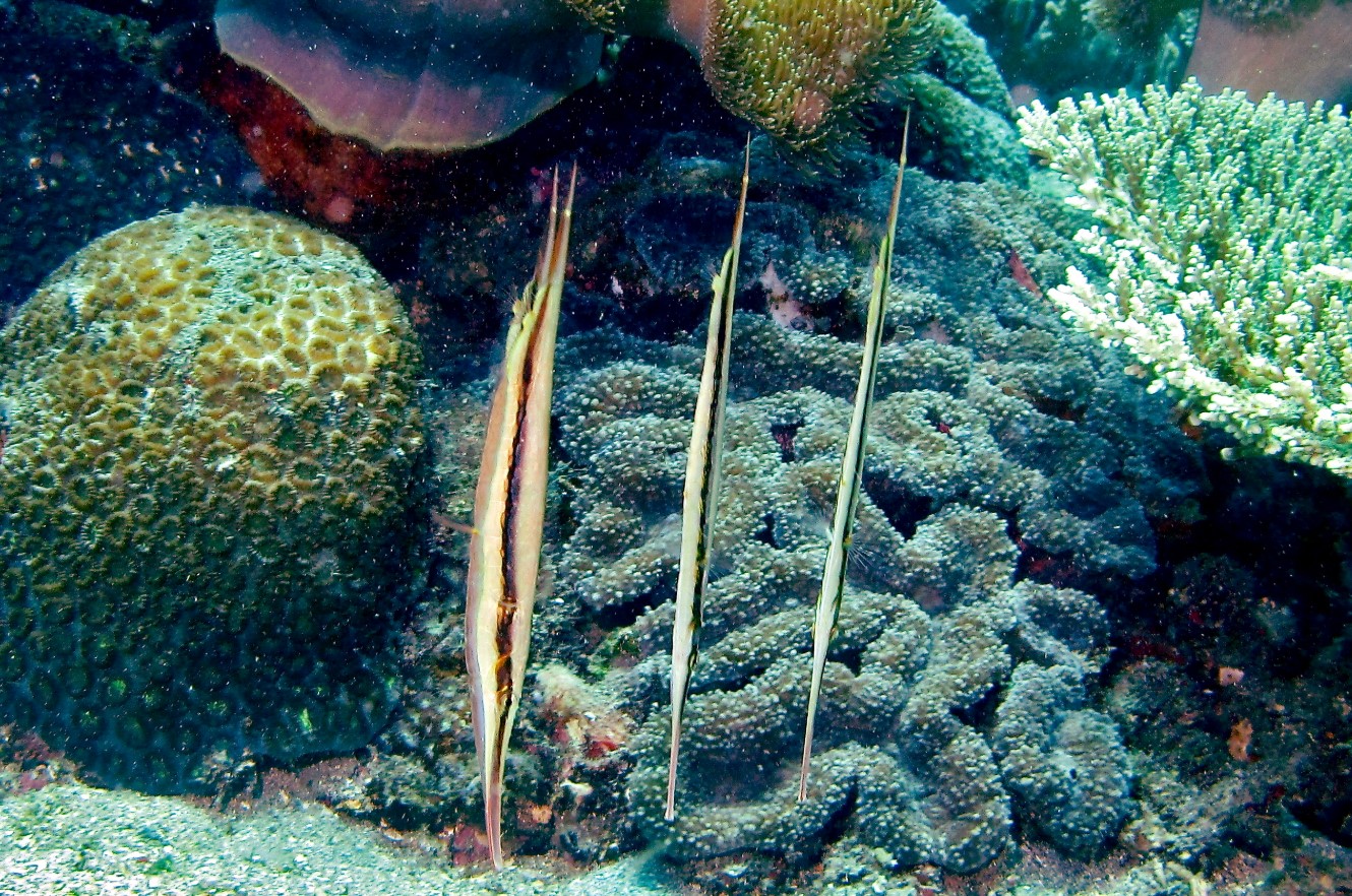 Aeoliscus strigatus