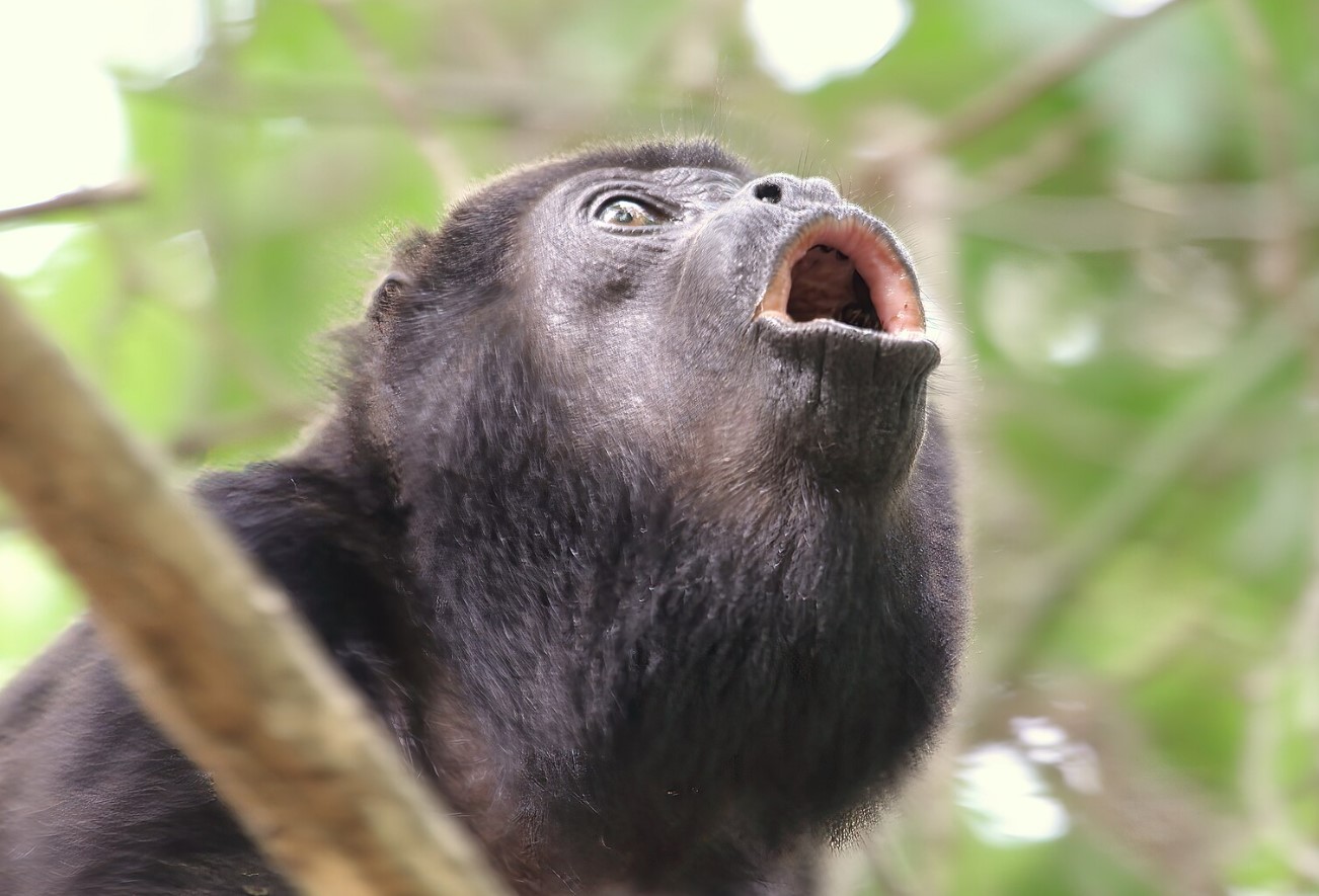 Alouatta