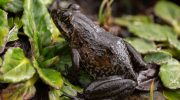 Evolution i chok: væsen overlevede, hvor ilten næsten gav op - i højder over 4.000 meter