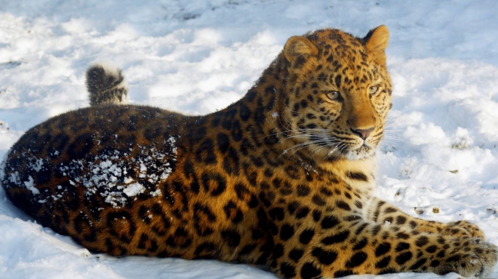 Amur-leopard