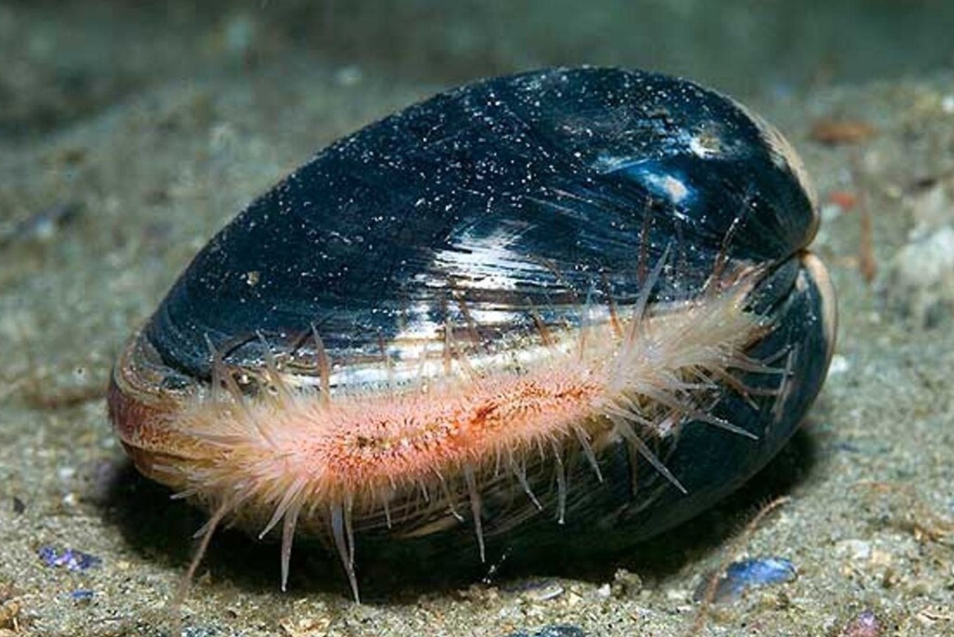 Arctica islandica