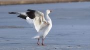 Arktiske gæs finder hurtigt nye trækveje for at tilpasse sig klimaforandringerne