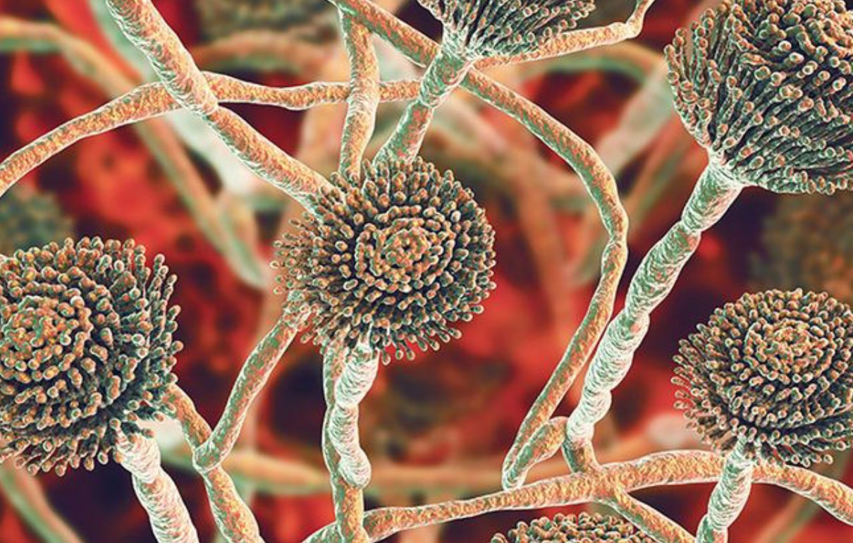 Aspergillus fumigatus