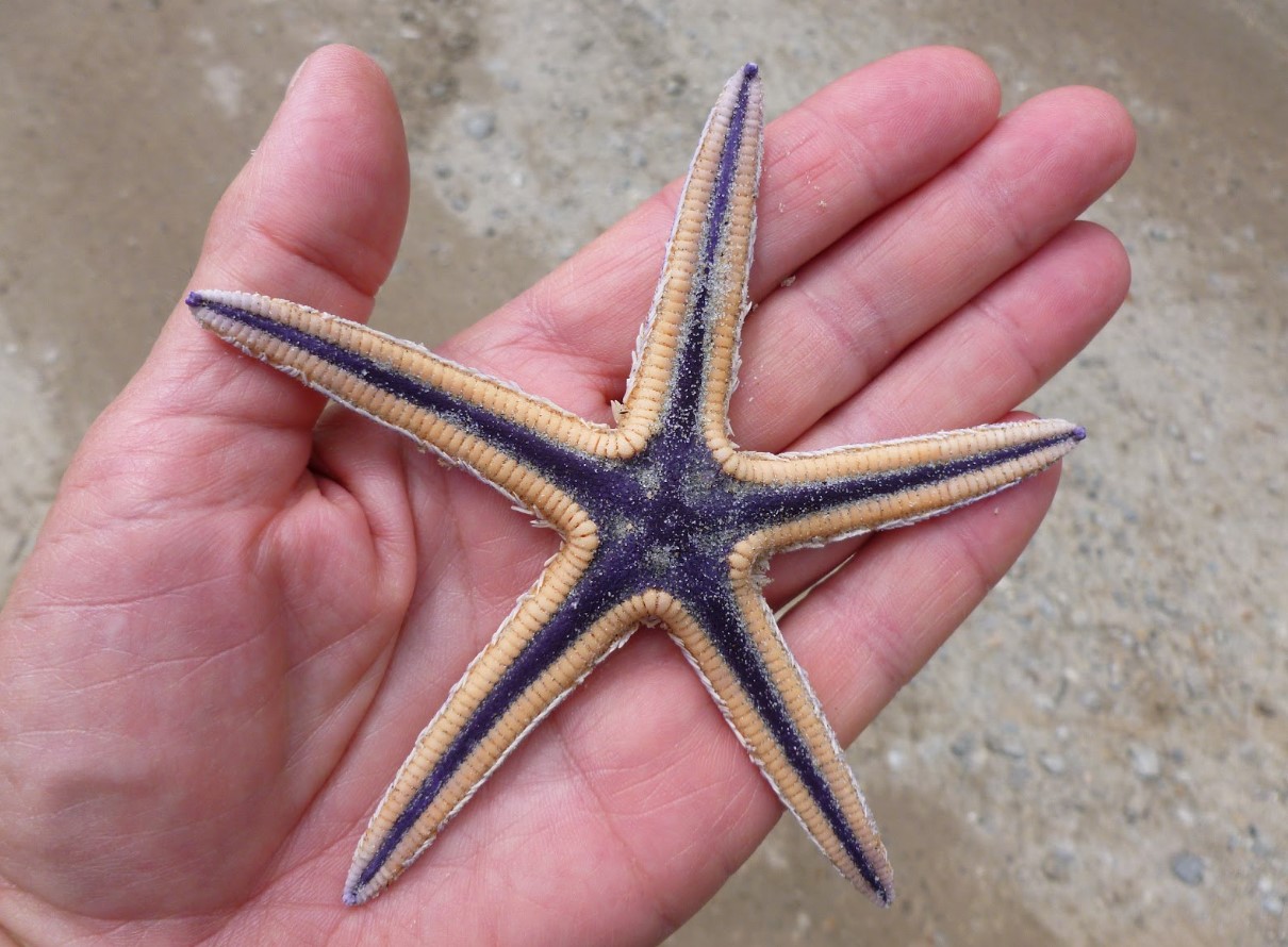 Astropecten articulatus
