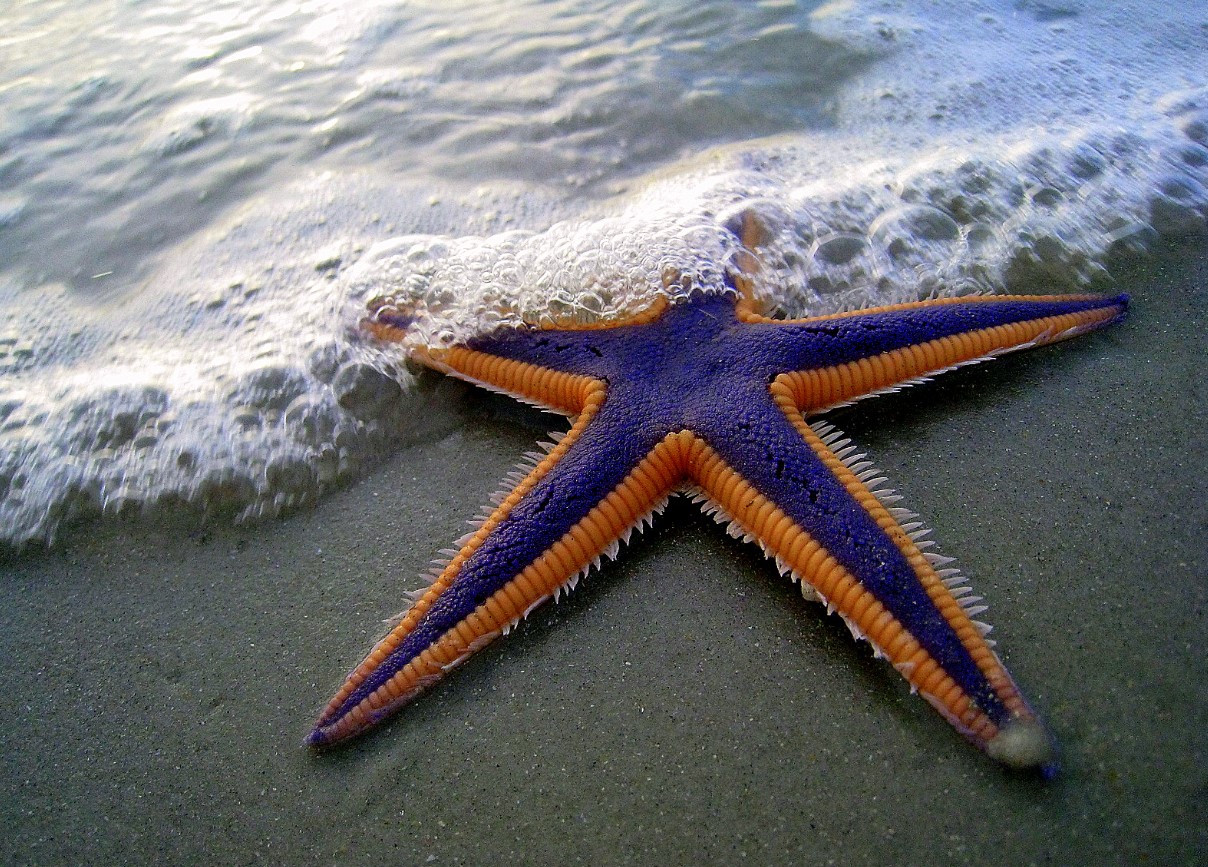 Astropecten articulatus