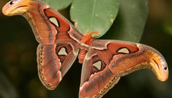 Atlasmøl – en sommerfugl, der ligner en slange