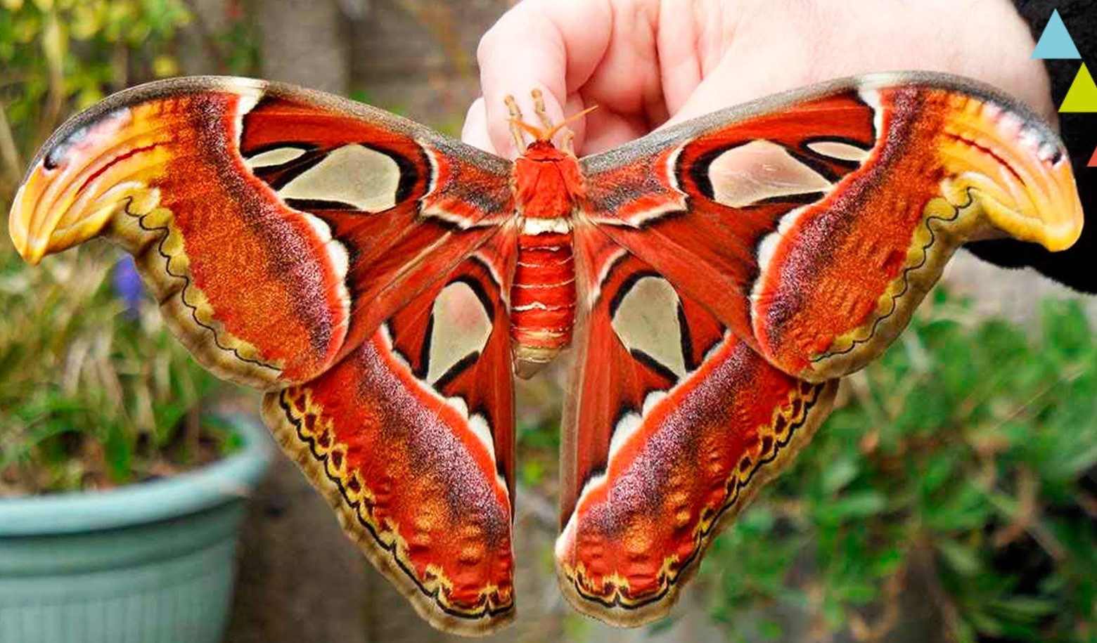 Attacus atlas