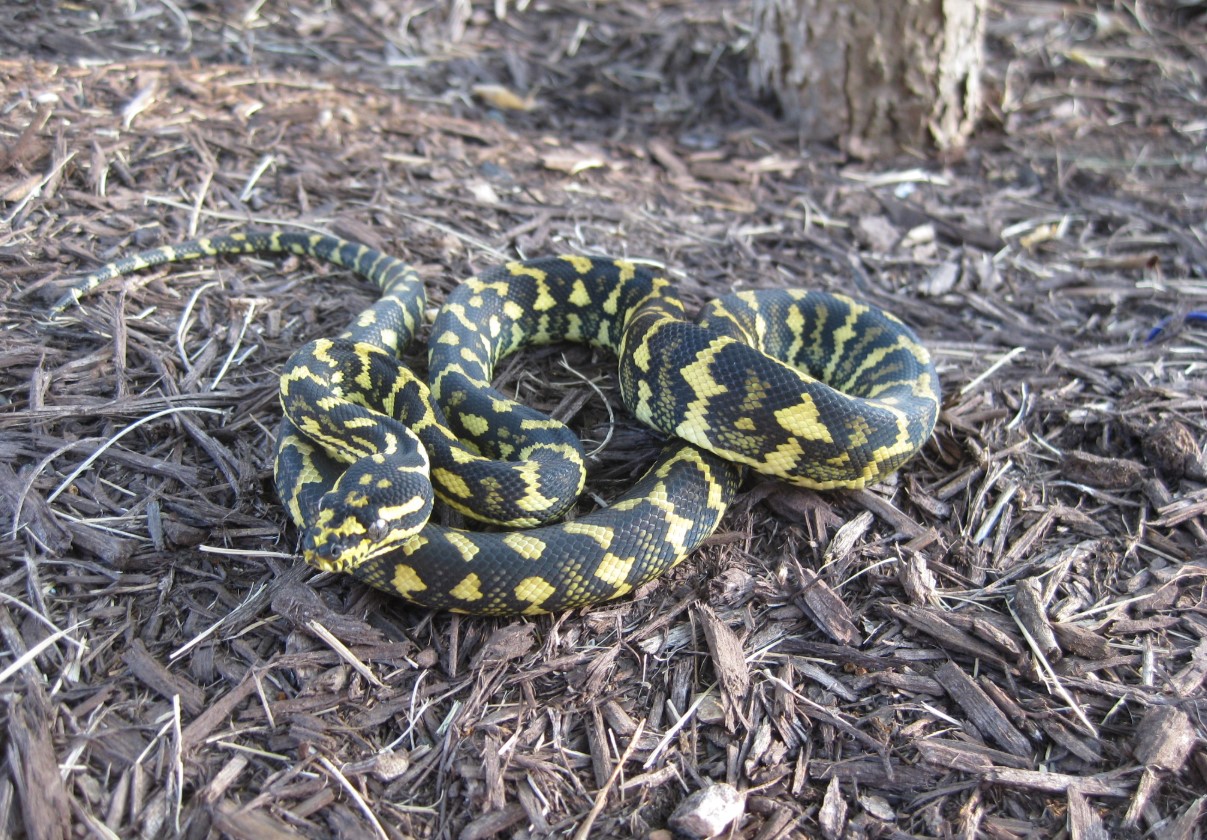 Australsk buskpyton