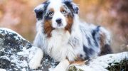 Australsk hyrdehund: en blanding, der er blevet en af de bedste hyrdehunde